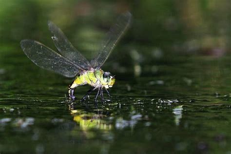 蜻蜓点水穴